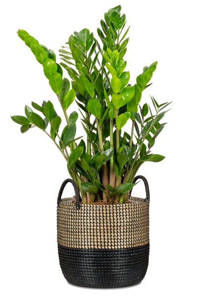Scheurich Seagrass 34, Korbgefäß/Korb-Pflanzgefäß/Korbtopf mit Griffen aus Seagrass Farbe: Nature Black, 34 cm Durchmesser, 30,5 cm hoch, 26,9 l Vol.