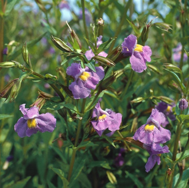 Mimulus ringens, Sumpf-Schlüsselblume, violett, ca. 9x9 cm Topf