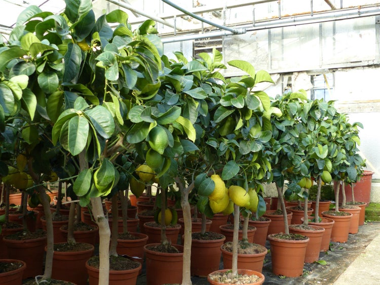 Grünwaren: echter Zitronenbaum 70 - 100 cm Zitrone Citrus Limon Zitruspflanze