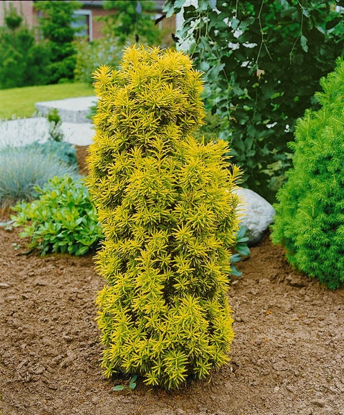 Gelbe Säuleneibe im Gartenbeet.