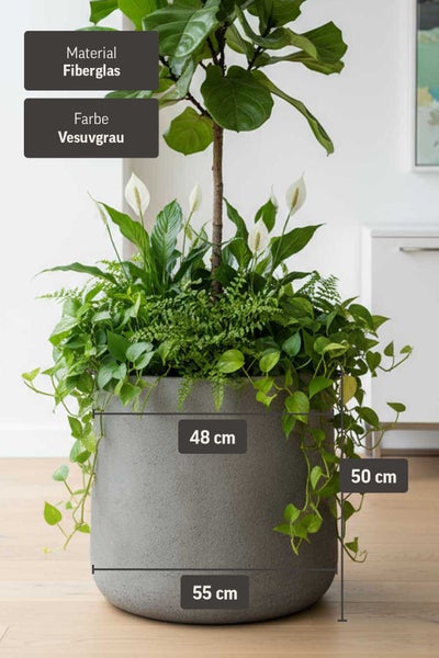 Runder Pflanzkübel aus Fiberglas in Vesuvgrau, Durchmesser 55 Zentimeter, Höhe 50 Zentimeter, Öffnung 48 Zentimeter, bepflanzt in hellem Raum.