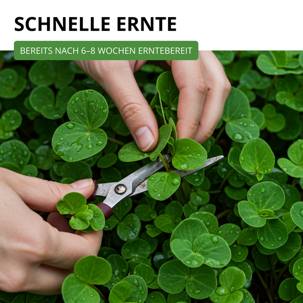 Hände ernten grüne Pflanzenblätter mit einer Schere, Text Schnelle Ernte nach 6 bis 8 Wochen.