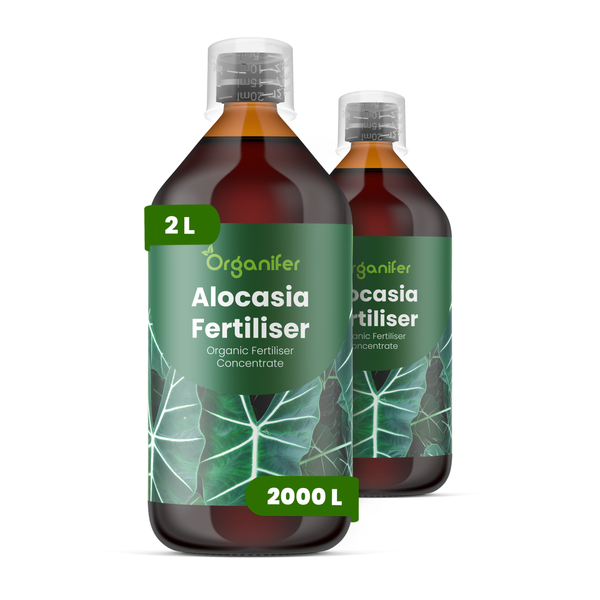 Organifer Alocasia Dünger, 2 Liter organisches Konzentrat für bis zu 2000 Liter Gießwasser.