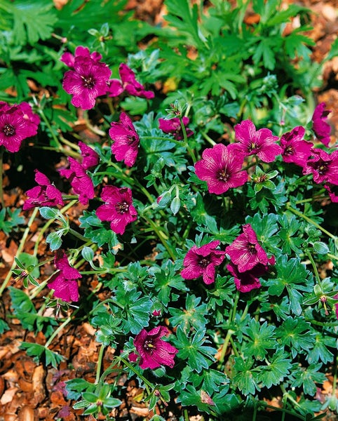 Geranium cinereum 'Purple Pillow', Storchschnabel, purpur, ca. 9x9 cm Topf