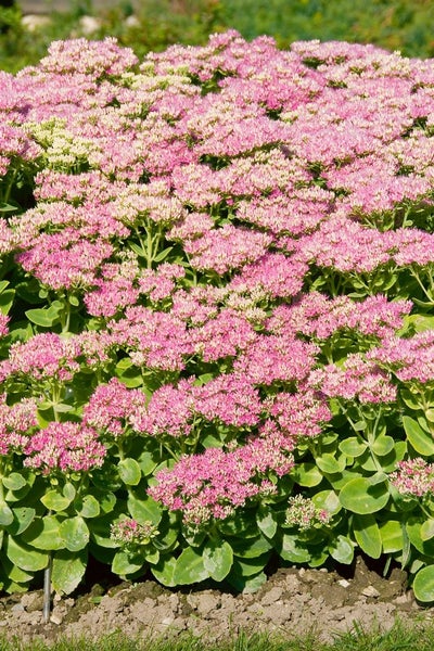 Sedum spectabile 'Brillant', Fetthenne, rosa Blüten, ca. 9x9 cm Topf