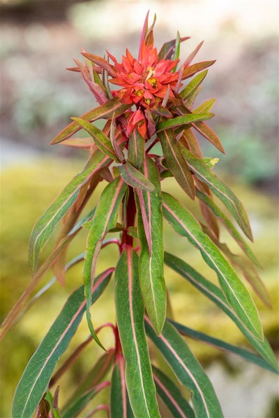 Euphorbia griffithii 'Fireglow', Wolfsmilch, orange-rot, ca. 11x11 cm Topf