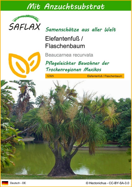 SAFLAX  - Elefantenfuß / Flaschenbaum - Beaucarnea recurvata - 10 Samen - Mit keimfreiem Anzuchtsubstrat