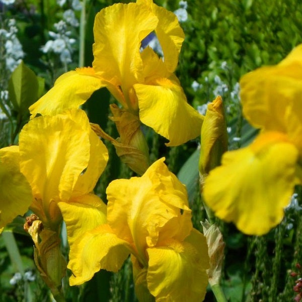 Gelbe Irisblüten im Garten.