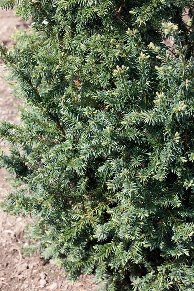 Taxus baccata 'Schwarzgrün', Eibe, dunkelgrün, 20–25 cm