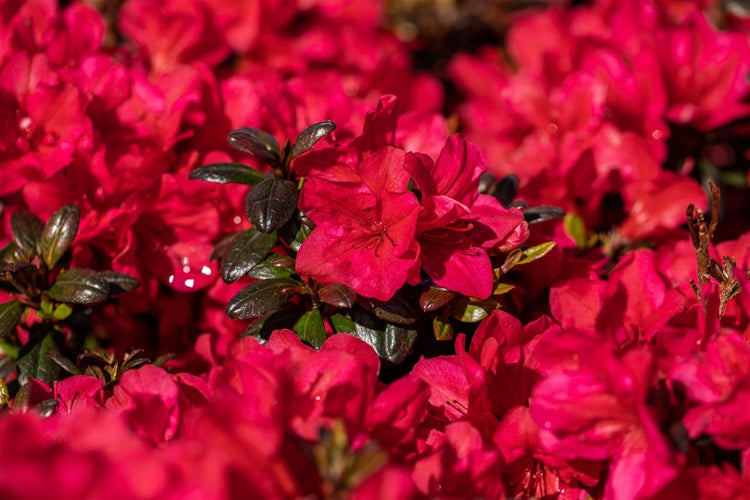 Nahaufnahme einer Gruppe roter Azaleenblüten mit grünen Blättern