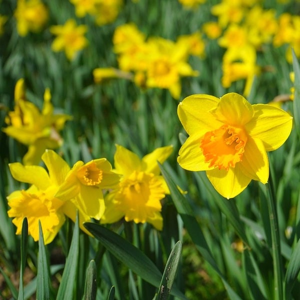 Feld mit blühenden Narzissen