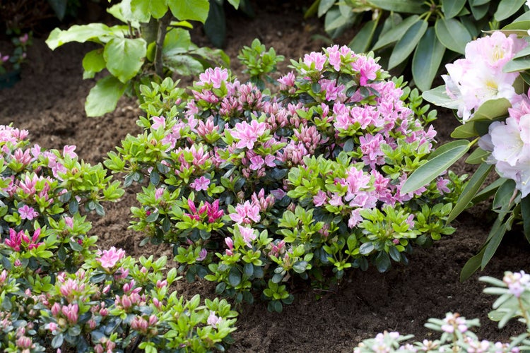 Rhododendron obtusum 'Rokoko', Azalee, rosa Blüten, 25–30 cm