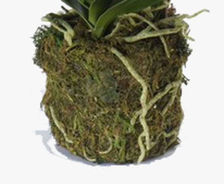 Künstliche Ficus-Pflanze mit mehreren Stämmen und dichten grünen Blättern in einem schwarzen Topf.