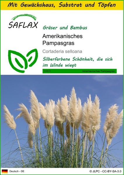SAFLAX Anzucht Set - Amerikanisches Pampasgras - Cortaderia selloana - 200 Samen - Mit Mini-Gewächshaus, Anzuchtsubstrat und 2 Töpfen