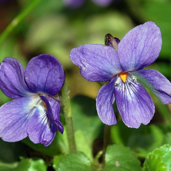 Nahaufnahme von Veilchenblüten