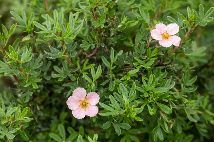 Potentilla 'Pink Queen', Fingerstrauch, rosa Blüten, 30–40 cm