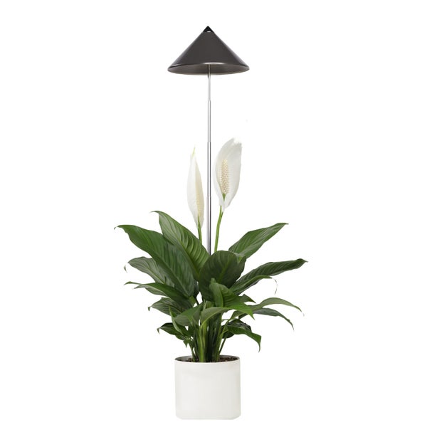 Parus by Venso SUNLiTE 7W LED Vollspektrum Pflanzenlampe Grau, Indoor Plants Pflanzen Beleuchtung, mit ausziehbarem Teleskopstab, Parus Pflanzenlampe für kleine und mittelgroße Zimmerpflanzen