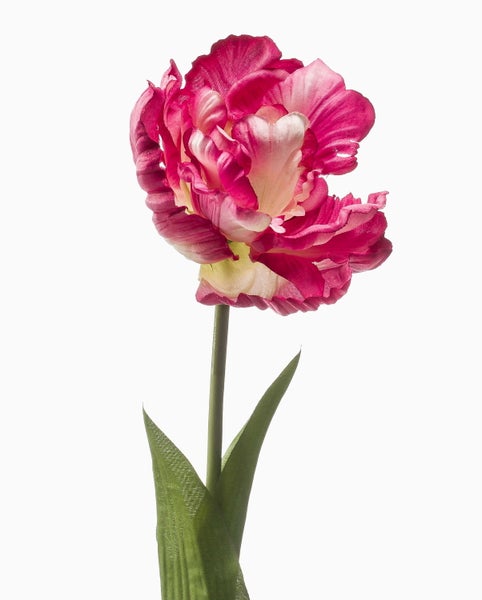Künstliche Papageien-Tulpe mit gewellten Blütenblättern, grünem Stiel und Blättern.