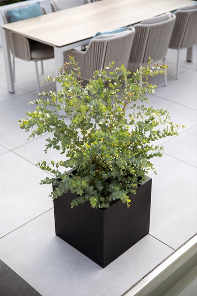 Eukalyptuspflanze in einem quadratischen schwarzen Pflanzkübel auf einer hellen modernen Terrasse mit Gartenmöbeln.