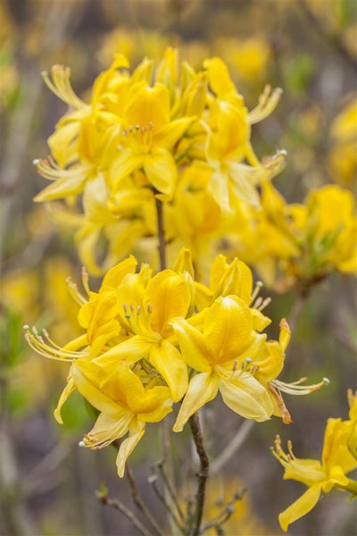 Rhododendron luteum 'Golden Sunset', gelb, 30–40 cm