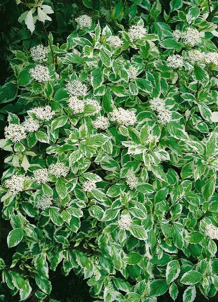 Dekorativer Hartriegel mit grün-weiß panaschierten Blättern und weißen Blüten.