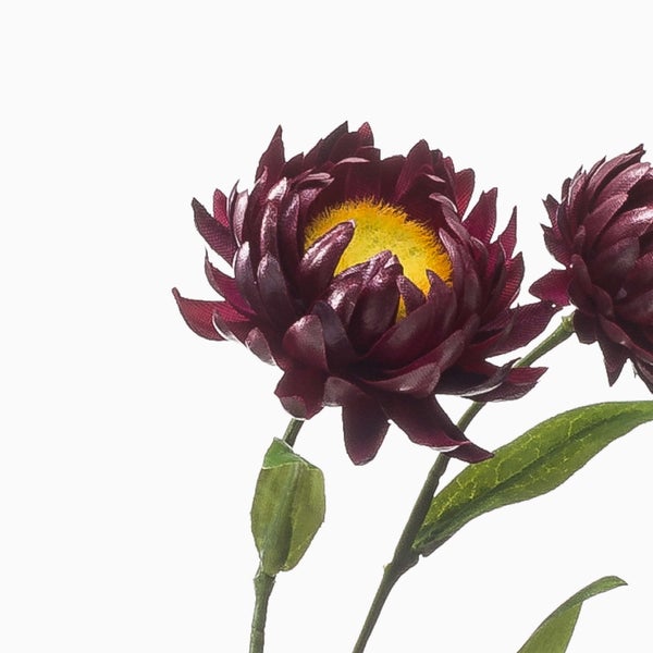 Künstliche Strohblume mit dunkelroten Blütenblättern, gelbem Blütenstand und grünem Blattwerk.