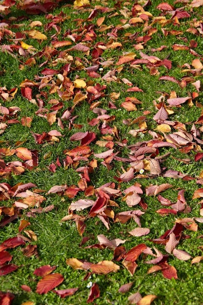 Fagus sylvatica, Rotbuche, 125–150 cm