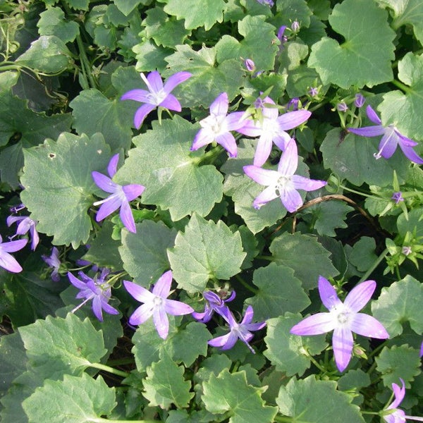 Sternblume mit grünen Blättern im Garten