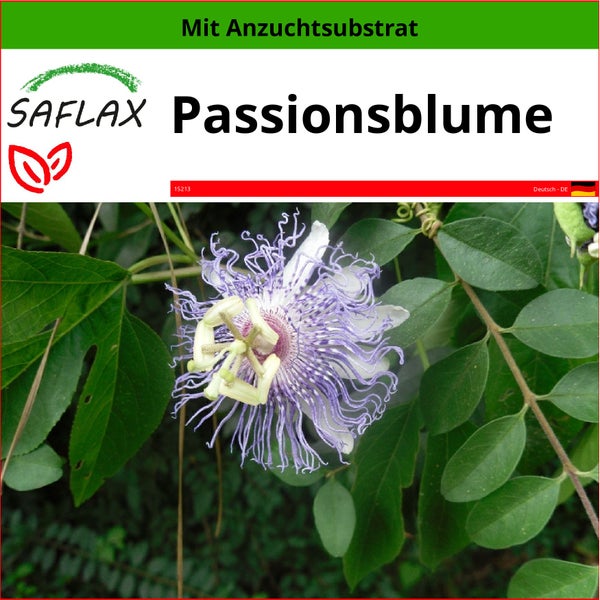 SAFLAX  - Passionsblume - Passiflora incarnata - 5 Samen - Mit keimfreiem Anzuchtsubstrat