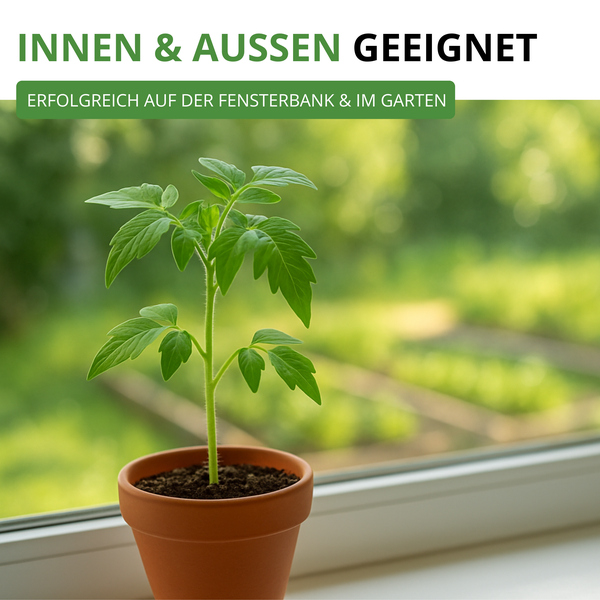 Jungpflanze im Topf auf einer Fensterbank, geeignet für den Innenbereich und Außenbereich.