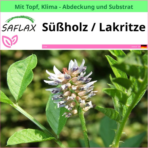 Saflax Süßholz Pflanze mit Topf, Klimaabdeckung und Substrat