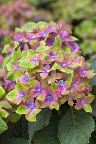 Hydrangea mac. 'Saxon® Schloß Wackerbarth'®, rosa, 30–40 cm