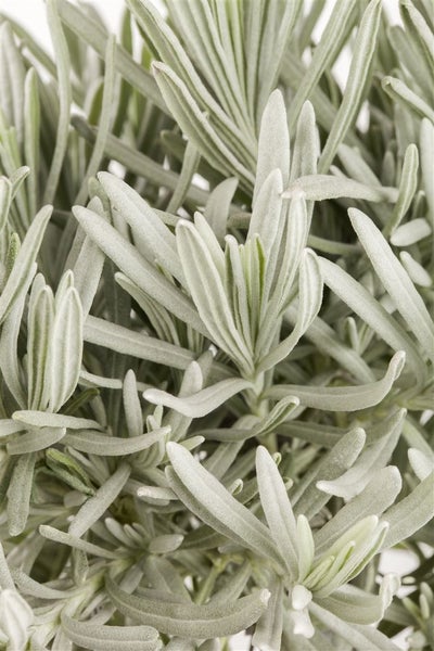 Nahaufnahme von Lavendelblättern