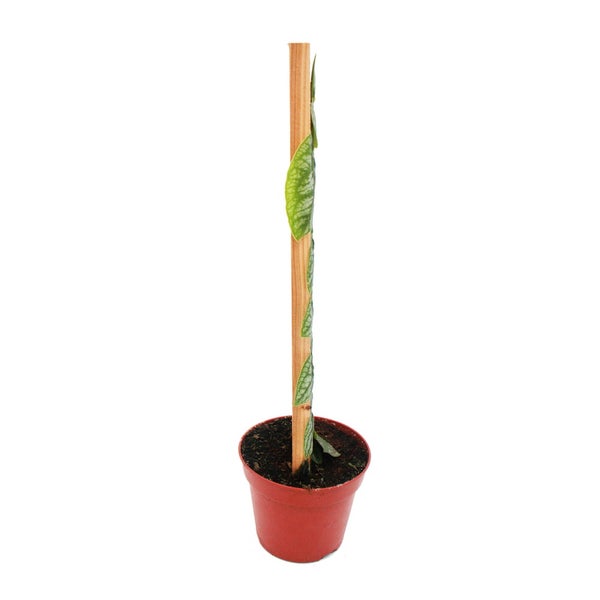 Monstera dubia am Brett - Rarität - zweidimensionales Fensterblatt - 14cm Topf
