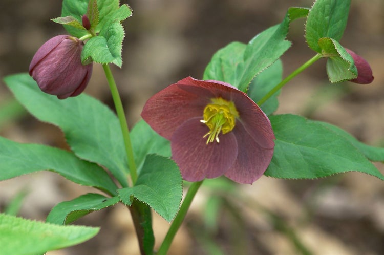 Helleborus x or. 'Blue Lady', Christrose, blauviolett, ca. 11x11 cm Topf