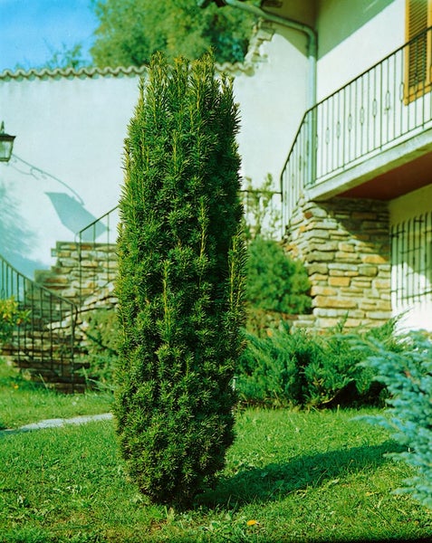Formschnittgehölz im Garten vor einem Wohnhaus