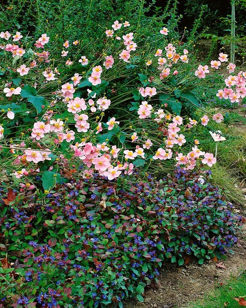 Szene mit rosa und blauen Blüten im Garten