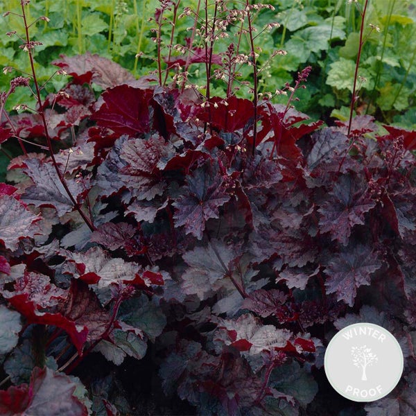 Heuchera micrantha 'Palace Purple' - Glockenblume - Staude - Winterherz – ⌀9 cm - ↕10-15 cm