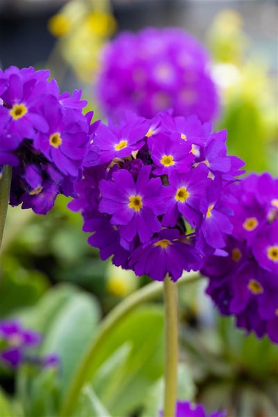 Primula denticulata 'Lilac', Kugelprimel, lila, ca. 9x9 cm Topf