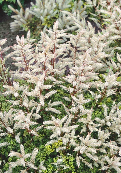 Aruncus aethusifolius 'Horatio', Zwerg-Geißbart, ca. 11x11 cm Topf