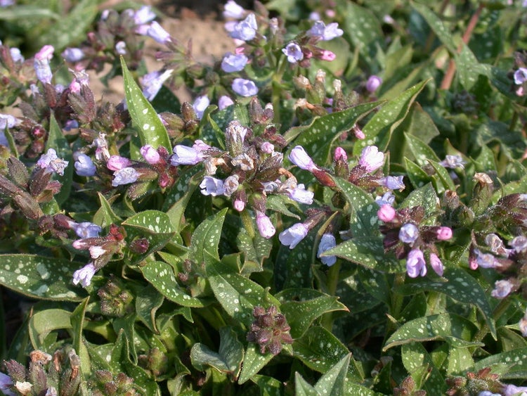 Lungenkraut Pflanze mit Blüten und Blättern