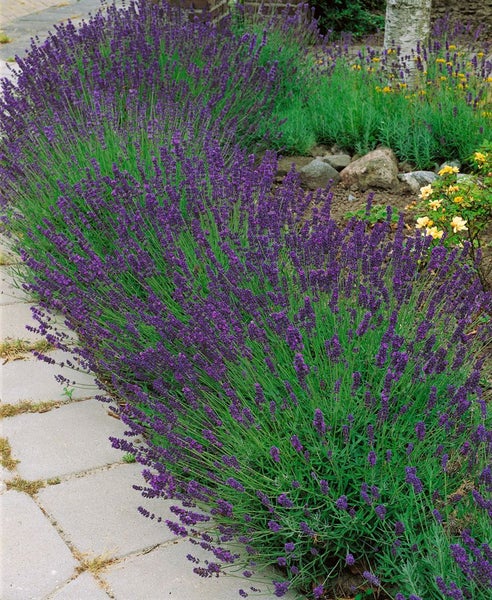 Reihe von Lavendelpflanzen im Garten