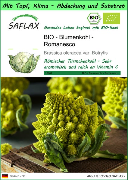 SAFLAX Garden to go - BIO - Blumenkohl - Romanesco - Brassica oleracea var. Botrytis - 50 Samen - Mit Topf, Klima - Deckel und Anzuchtsubstrat