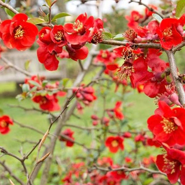 Blühender Zierquittenstrauch mit roten Blüten