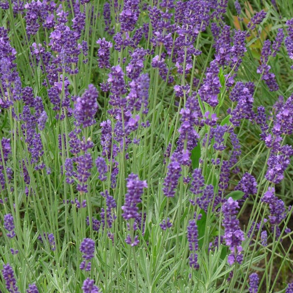 Nahaufnahme von Lavendelblüten im Garten