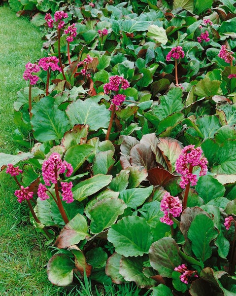 Bergenia cordifolia 'Winterglut', Riesensteinbrech, rosa, ca. 11x11 cm Topf