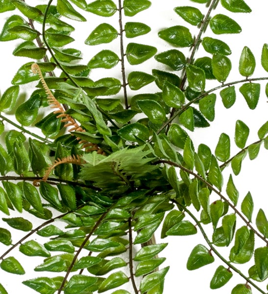 Grüner Blütenstand mit länglichen Knospen an einem zentralen Stängel.