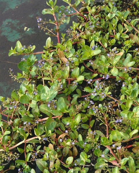 Veronica beccabunga, Bachbunge, ca. 9x9 cm Topf, grün-blaues Laub