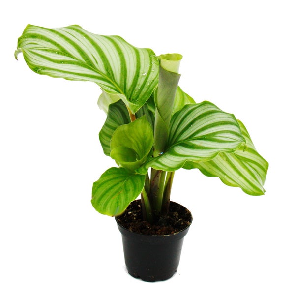 Schattenpflanzen 3er Set - mit ausgefallenem Blattmuster - Calathea - 7cm Topf - ca. 20cm hoch
