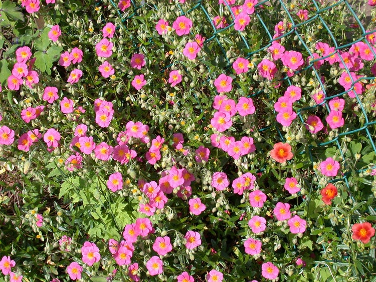 Helianthemum x cult. 'Lawrensons Pink', Sonnenröschen, rosa, ca. 9x9 cm Topf